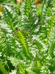 Pedicularis rostratospicata