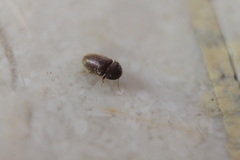 Stegobium