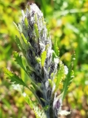 Pedicularis rostratospicata