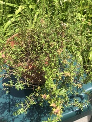 Thymus × citriodorus