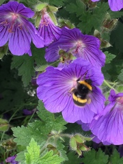 Bombus hortorum