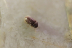Stegobium