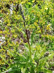 Pedicularis rostratospicata