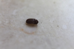 Stegobium