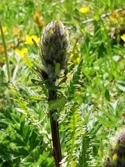 Pedicularis rostratospicata