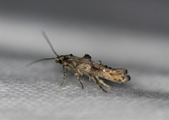 Epermenia albapunctella