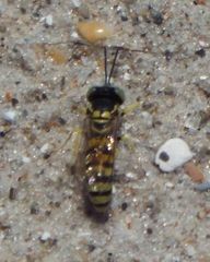 Microbembex monodonta