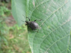 Otiorhynchus pseudonothus