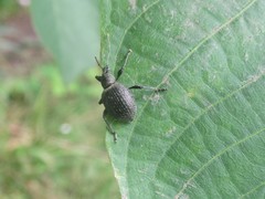 Otiorhynchus pseudonothus