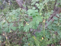Hippocrepis emerus emeroides