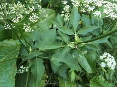 Aegopodium podagraria