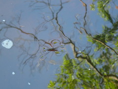 Aquarius conformis