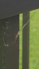 Araneae