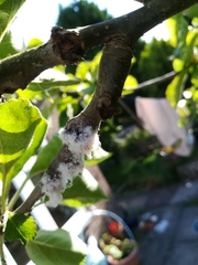 Eriosoma lanuginosum