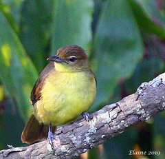 Chlorocichla flaviventris flaviventris