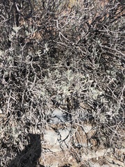 Parthenium argentatum