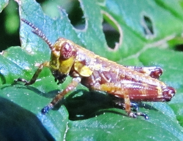 Booneacris variegata
