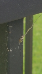 Araneae