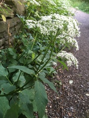 Aegopodium podagraria