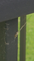 Araneae
