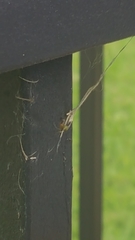 Araneae