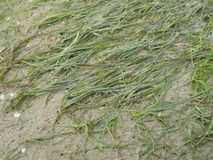 Zostera noltei