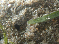 Zostera noltei