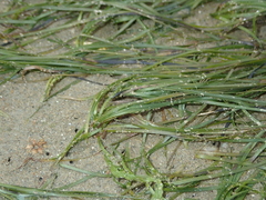 Zostera noltei