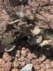 Opuntia azurea
