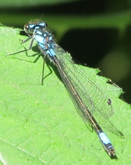 Zoniagrion exclamationis
