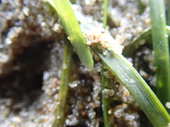 Zostera noltei