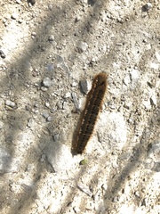 Euthrix potatoria