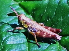 Booneacris variegata