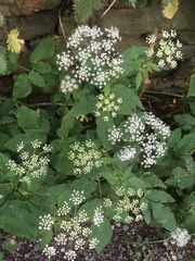 Aegopodium podagraria