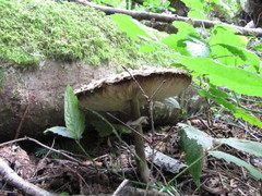 Rhacodium