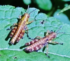 Booneacris variegata