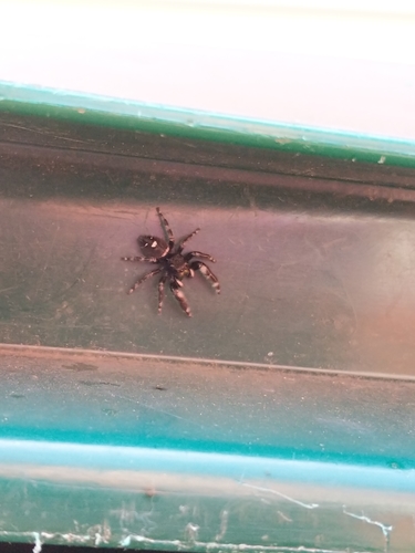 Bold Jumping Spider photographed in Illinois