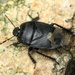 Black Burrowing Bug - Photo (c) Boris Loboda, some rights reserved (CC BY-NC-ND)