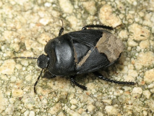 Black burrowing bug