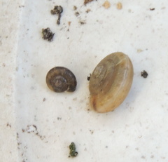 Gastrodontidae