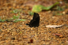 Papilio crino