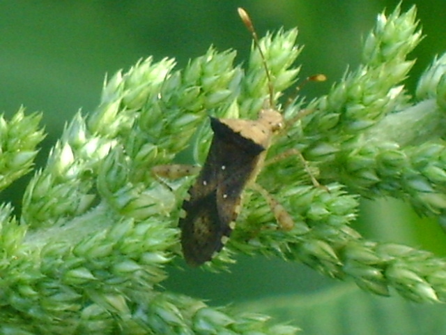 Leaf-footed bug