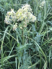 Thalictrum flavum
