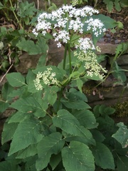 Aegopodium podagraria