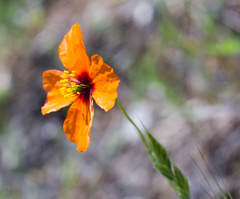 Papaver heterophyllum