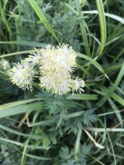 Thalictrum flavum