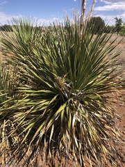 Dasylirion leiophyllum