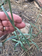 Penstemon barbatus torreyi