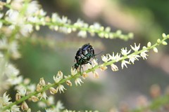 Trichiotinus lunulatus