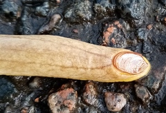 Testacella haliotidea